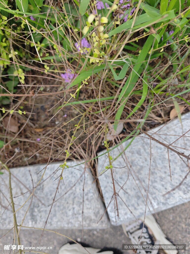 路边草丛中的紫色小花
