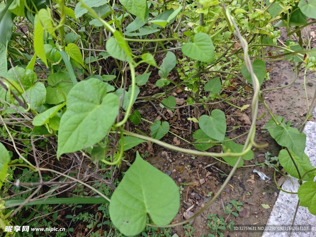 绿叶藤蔓植物特写