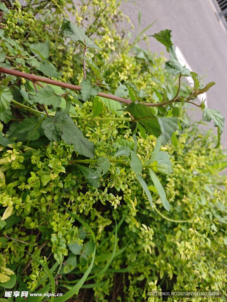绿叶繁茂的植物景观