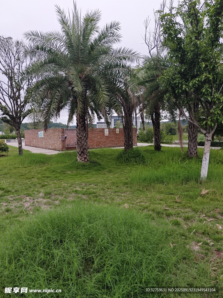 户外绿意盎然的草地与树木