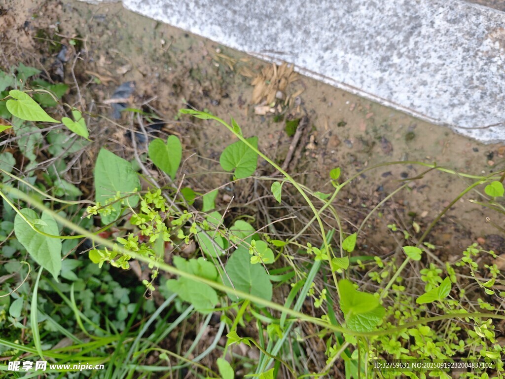 墙边生长的绿色藤蔓植物