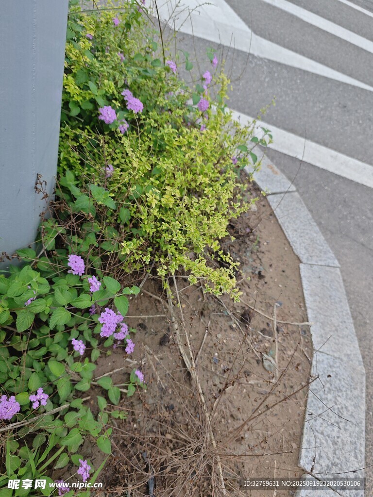 路边绽放的紫色小花