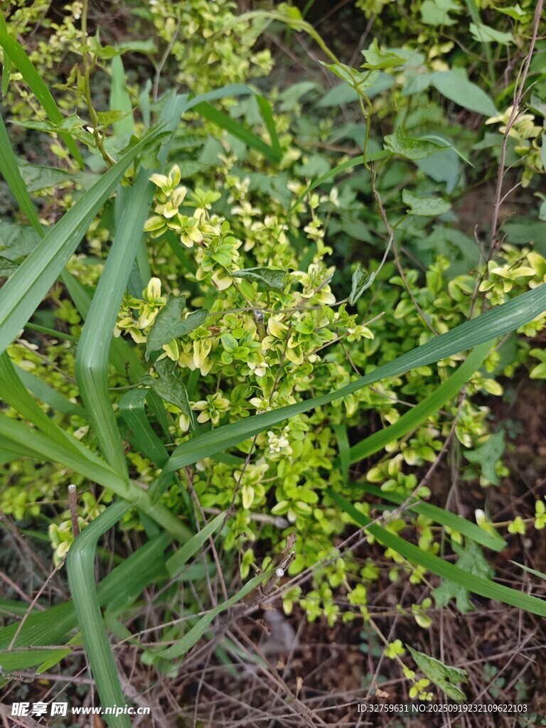 绿色植物丛中的黄色小花