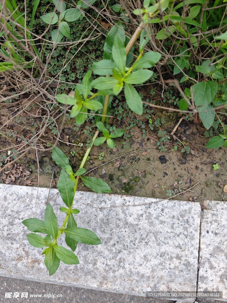路边生长的绿色植物