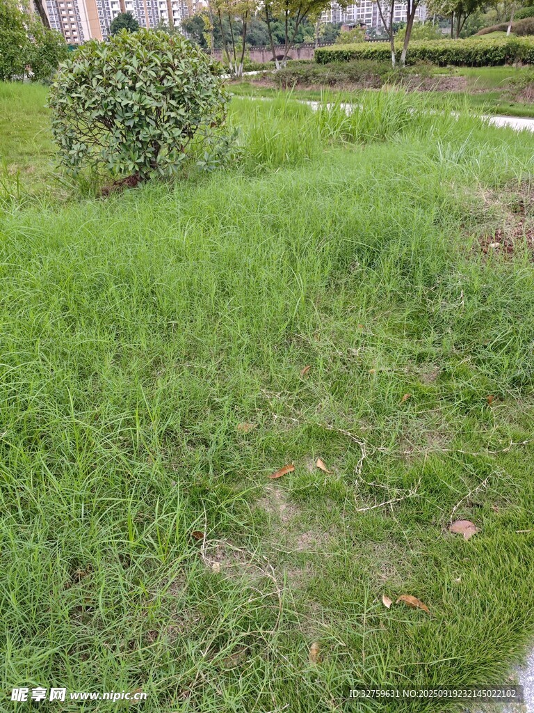 户外翠绿草坪景观