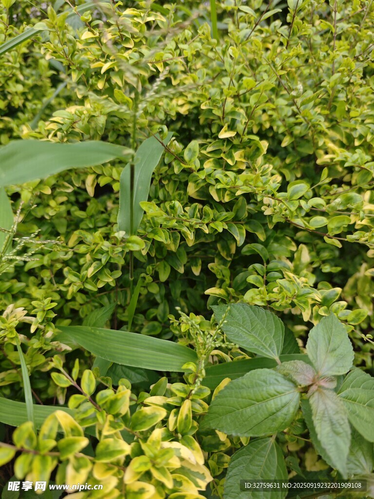 翠绿繁茂的多彩植物景观