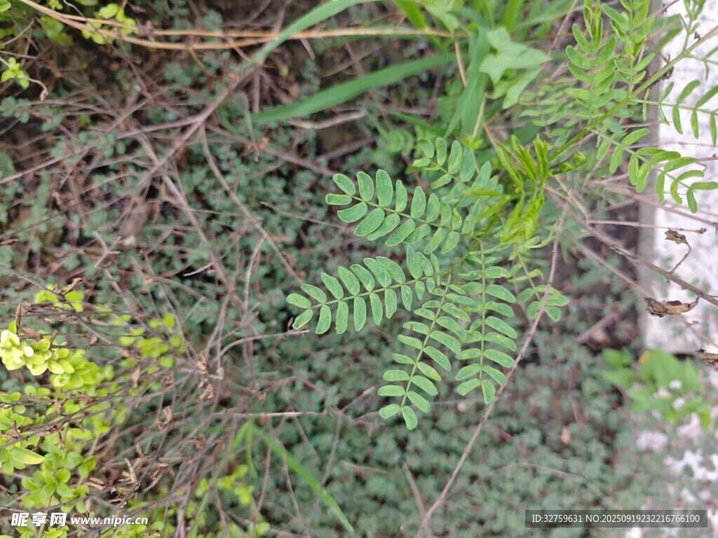 栅栏旁的蕨类植物