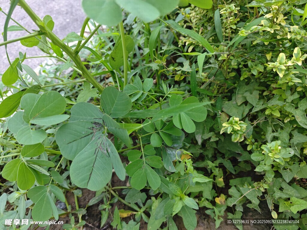 绿叶丛生的繁茂植物