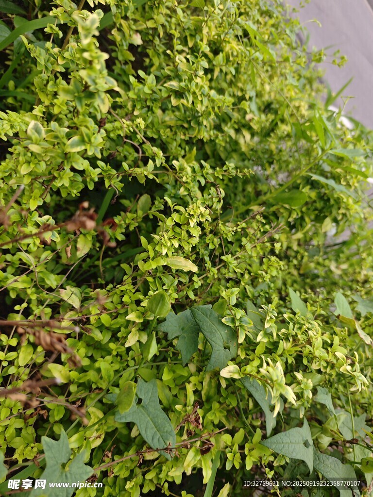 翠绿繁茂的藤蔓植物