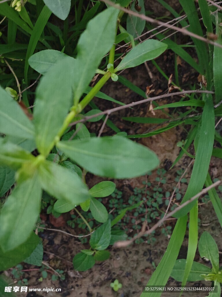 嫩绿植物生长于泥土间