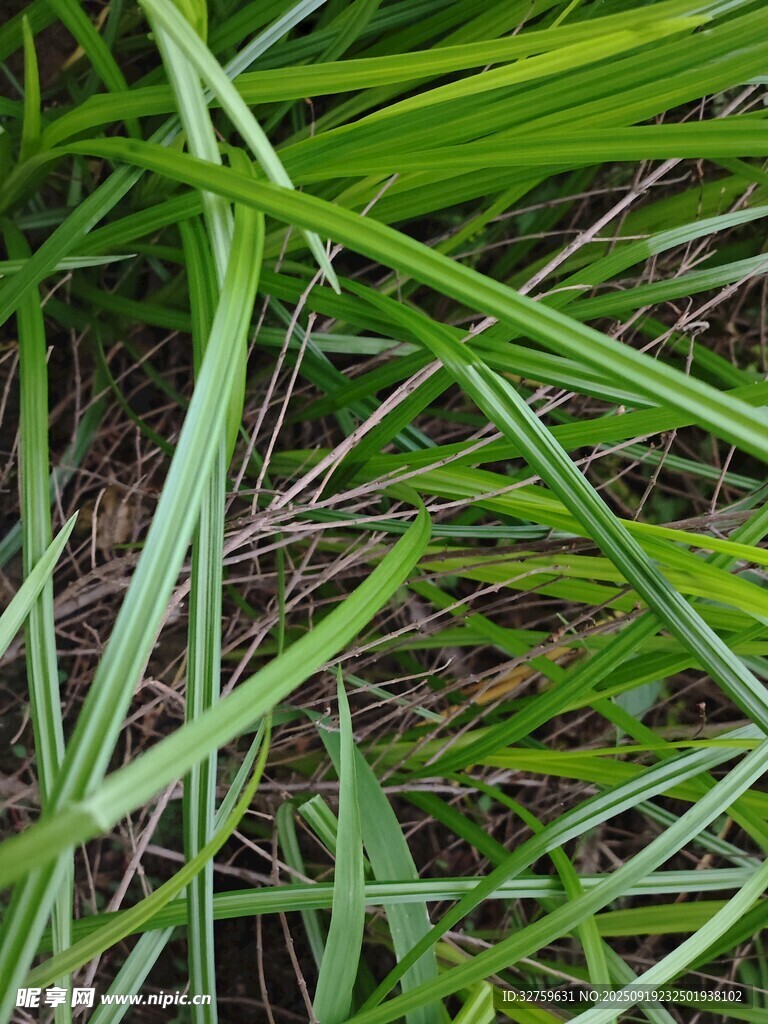 嫩绿细长的青草