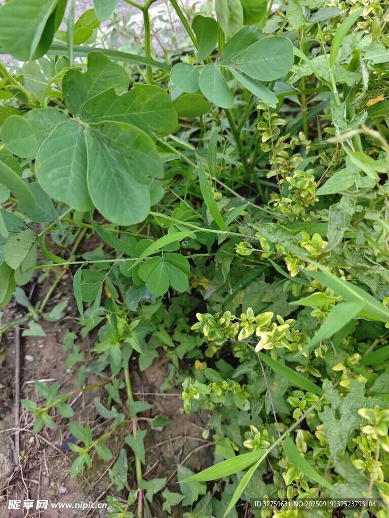 繁茂绿植