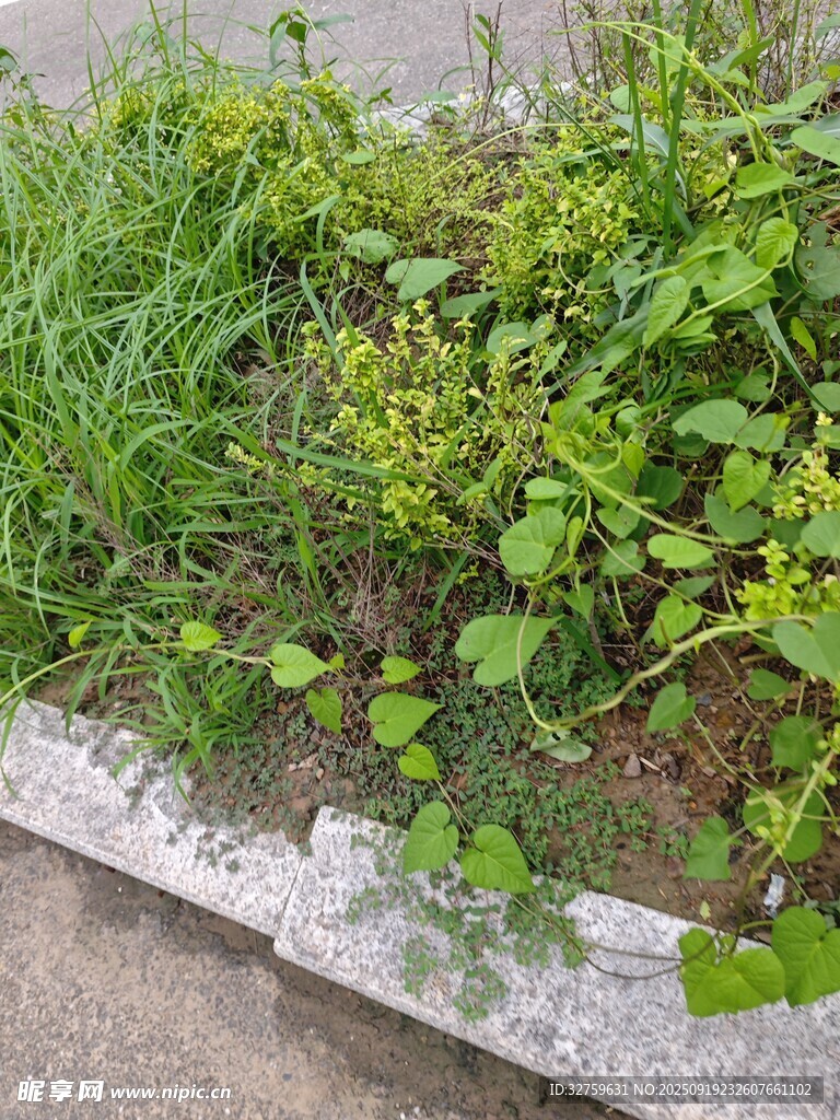 路边绿植景观