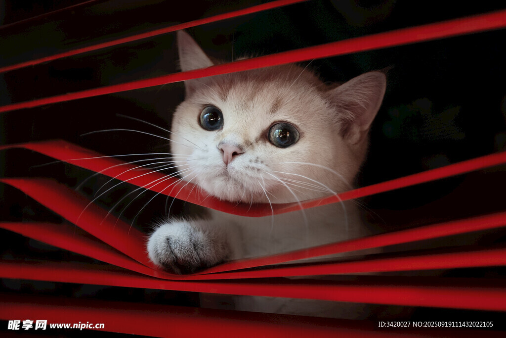 躲在红丝带后的可爱猫咪