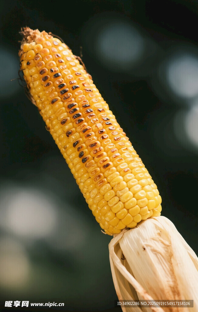 金黄饱满的新鲜烤玉米