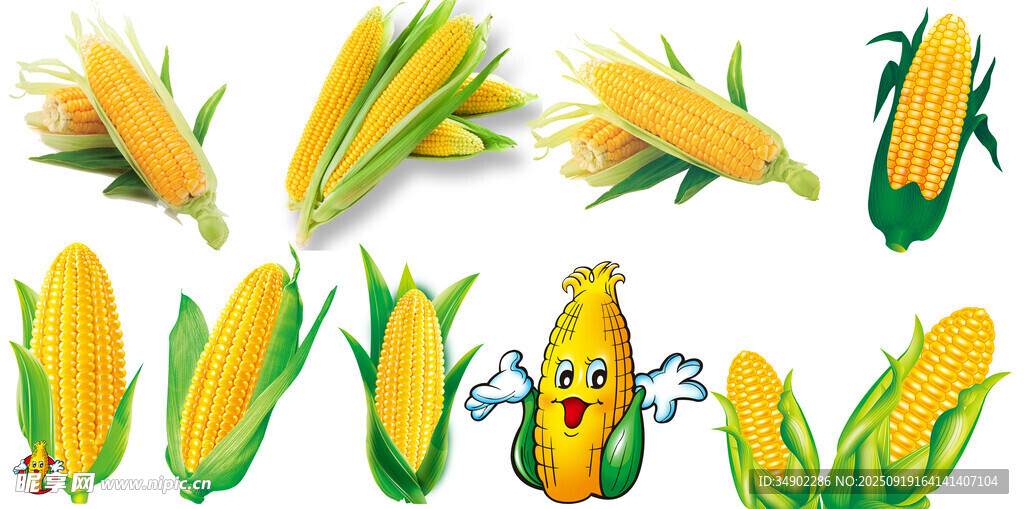 卡通玉米插画