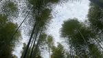 仰望茂密竹林