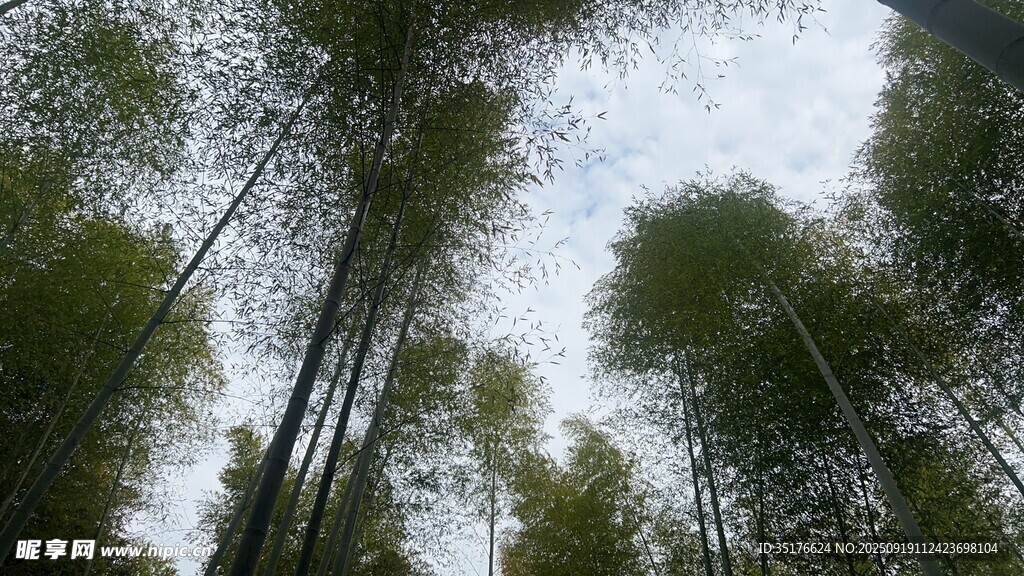仰望茂密竹林