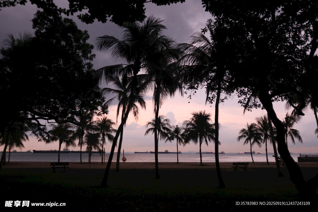 黄昏下的椰林海景