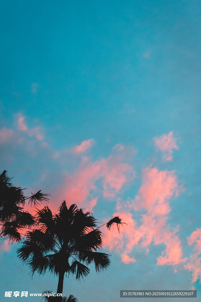 夕阳下的棕榈树与绚丽云彩