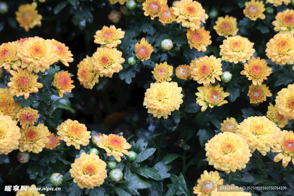 菊花
