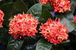 龙船花
