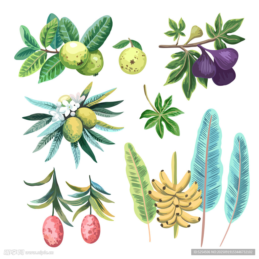 果实与叶片插画