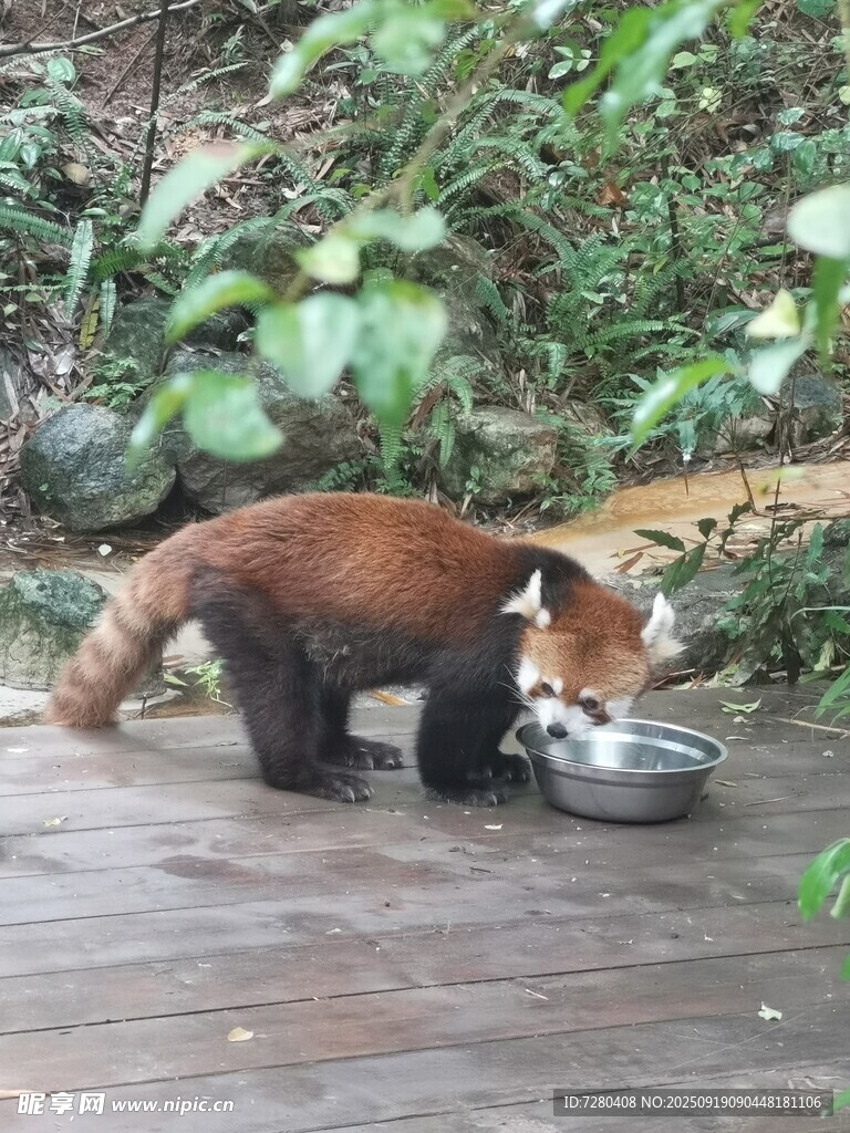 小熊猫低头进食画面