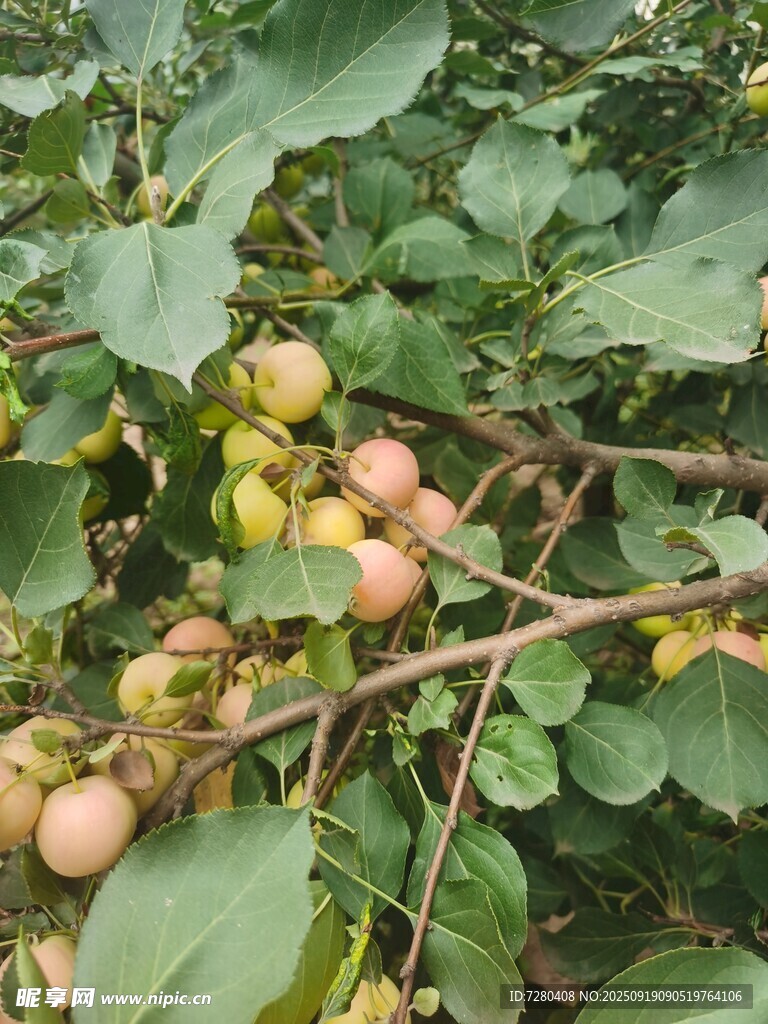 枝头硕果累累的果树