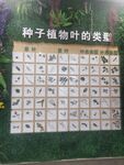 种子植物叶类型展示板