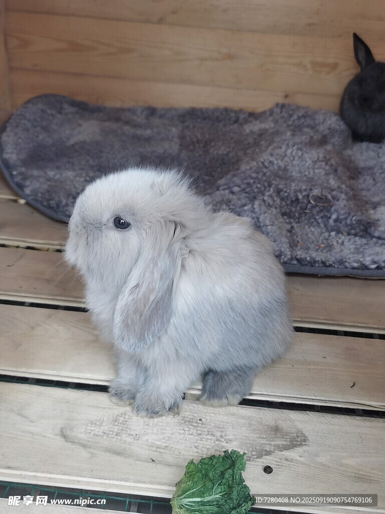 可爱白兔坐于木台之上