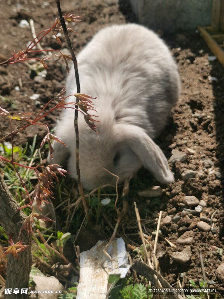 灰白小兔于草木间觅食