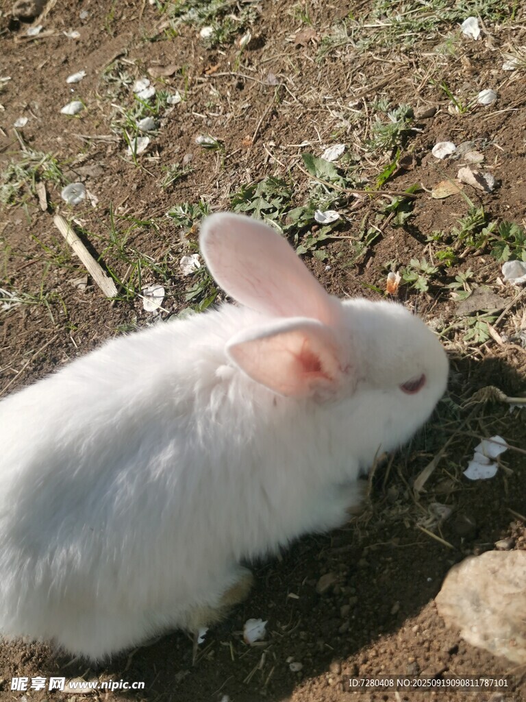 白兔在草地觅食