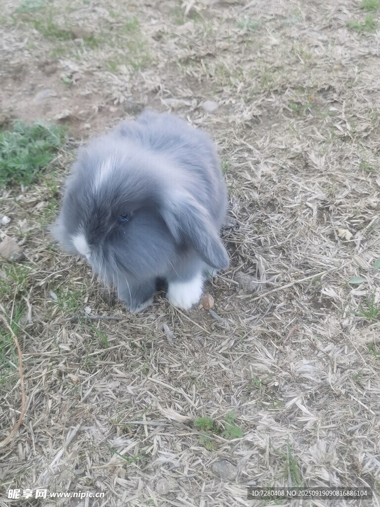 草地上的灰毛兔子