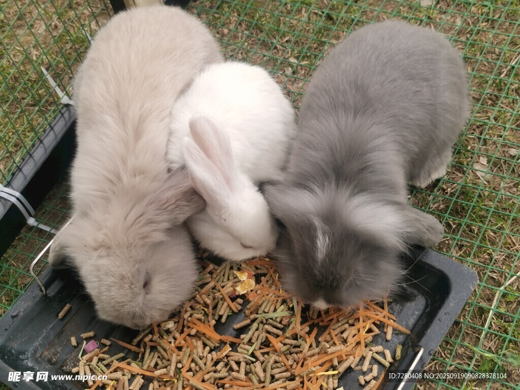 三只萌兔进食瞬间