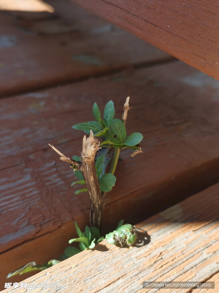 木板缝隙中顽强生长的小草