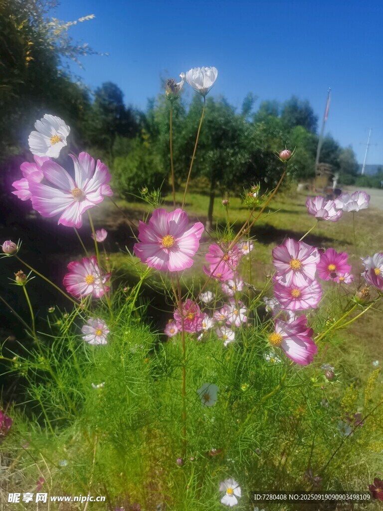 烂漫花海绽放春日美好