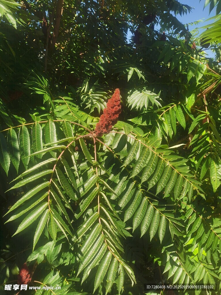 绿叶间的红色植物