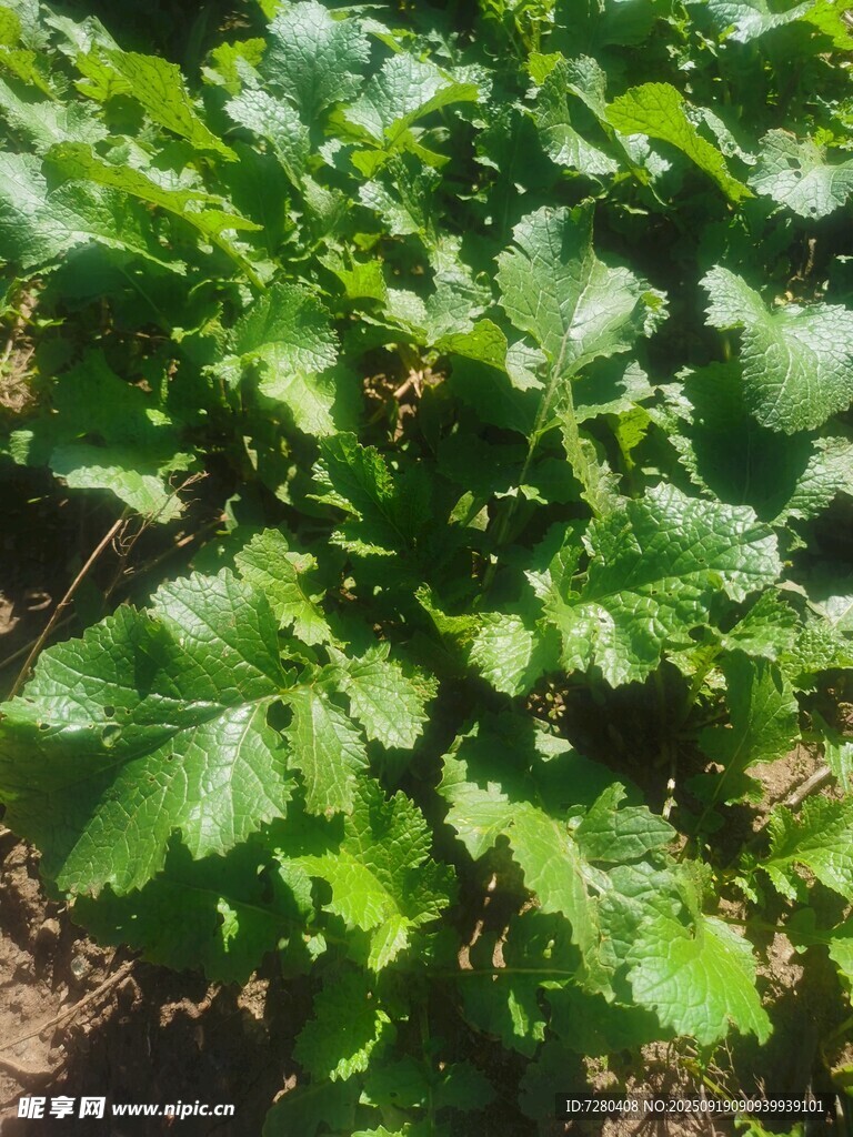 绿叶繁茂的田间蔬菜景象