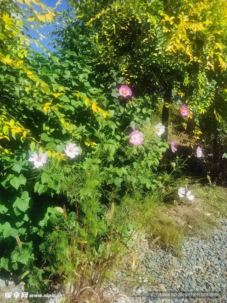 繁花盛开的林间碎石小径