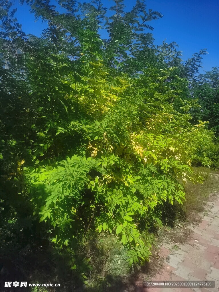 绿意盎然的林间小道