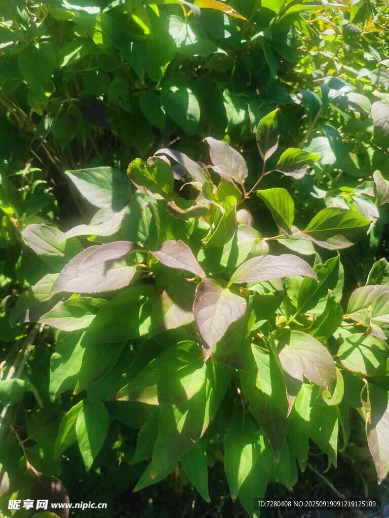 绿叶植物特写