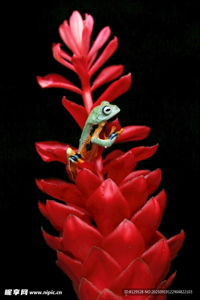 红植物上的绿色青蛙