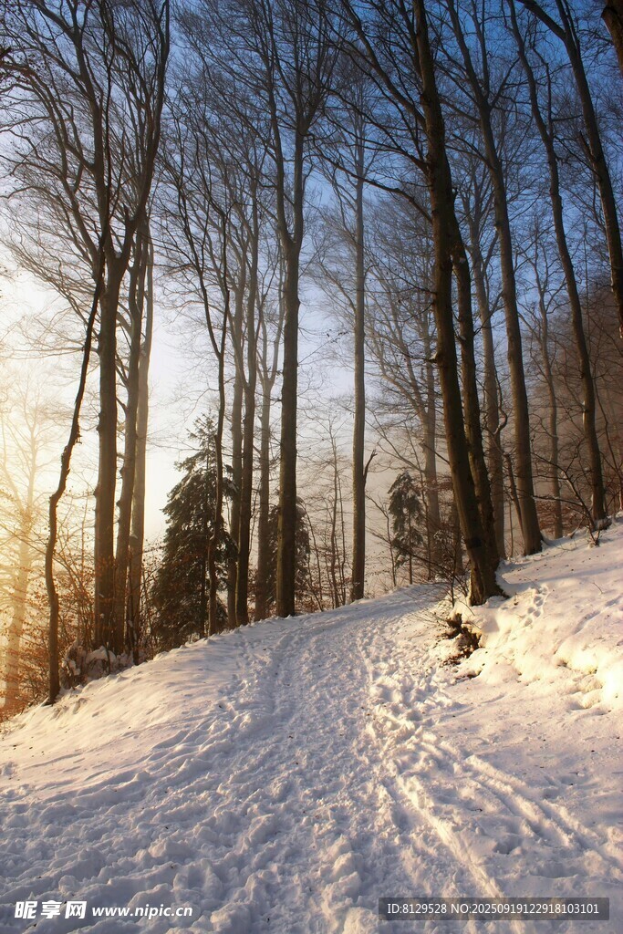 冬日雪林小路美景