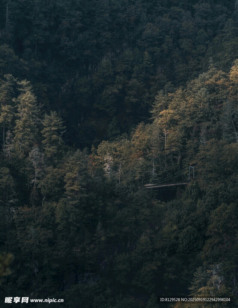 山林秋色光影交错之景