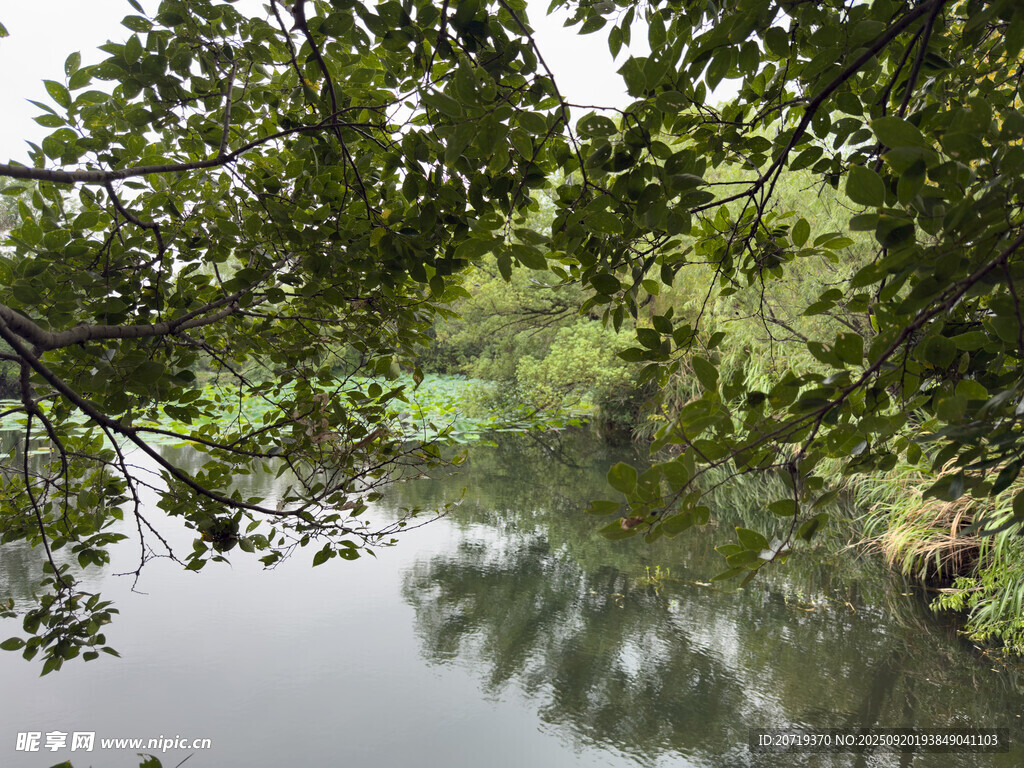 林间静谧小河畔