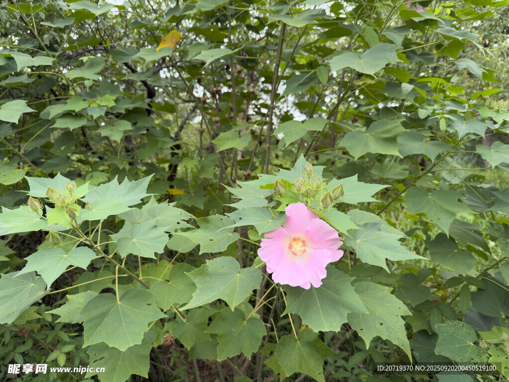 木芙蓉
