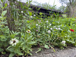 野花丛生于废弃建筑旁