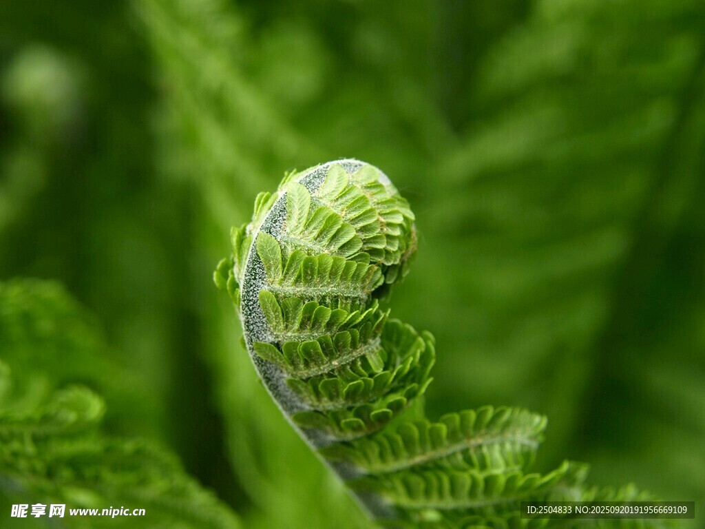 卷曲的嫩绿蕨类植物