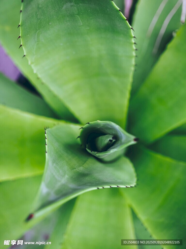翠绿芦荟特写